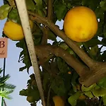 Nonnangela מראטיאה
